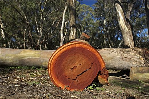 切削,桉树,树,弗林德斯山脉,澳洲南部,澳大利亚