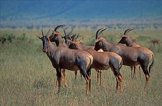 转角牛羚,马赛马拉,肯尼亚,非洲