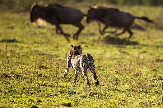 印度豹,猎豹,追逐,蓝角马,角马,塞伦盖蒂,裂谷省,肯尼亚,非洲