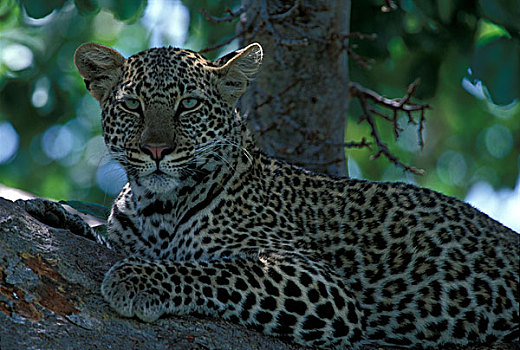 非洲,肯尼亚,马塞马拉野生动物保护区,豹,休息,树上,枝条,河