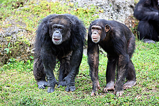 黑猩猩,鹪鹩,亚成体,母兽,俘获,佛罗里达,美国