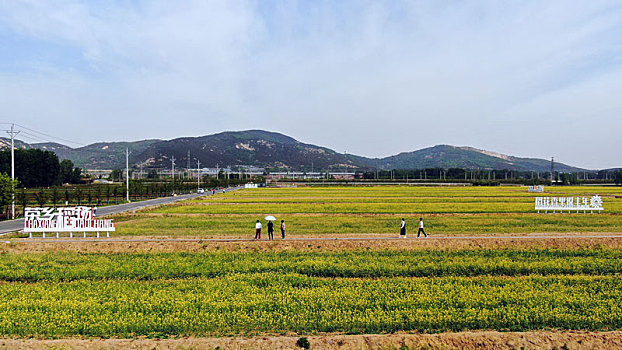 山东省日照市,五月的田野色彩斑斓,到处是丰收在望的景象