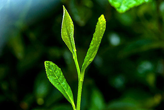 重庆天坪万亩茶叶基地茶树