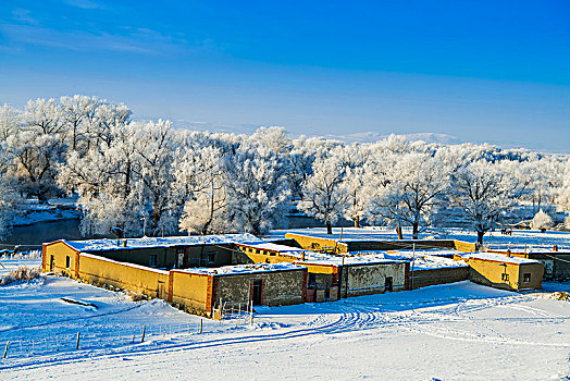 新疆,布尔津,冬日,雪景,清晨,雾松