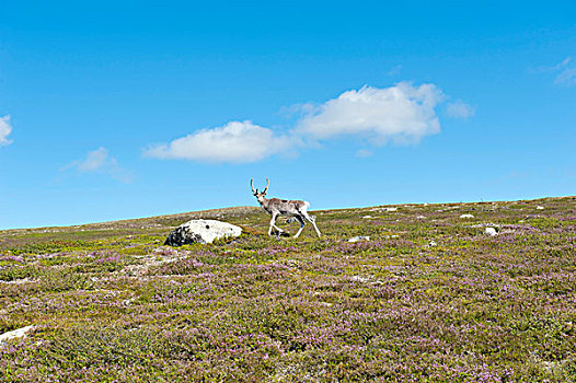 驯鹿,驯鹿属,走,山峦,自然保护区,靠近,达拉那,省,瑞典,斯堪的纳维亚,北欧,欧洲