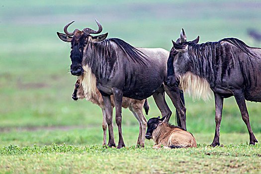 角马,父母,两个,新生,幼兽,一个,站立,卧,下方,特写,失焦,淡绿色,背景,恩戈罗恩戈罗,保护区,坦桑尼亚