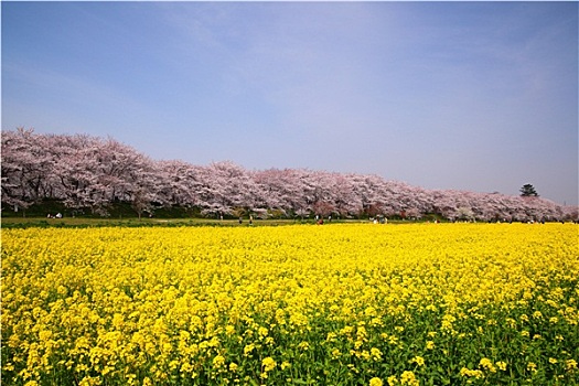 油菜花,樱桃树