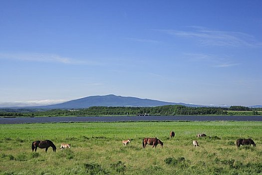 放牧,马,湖