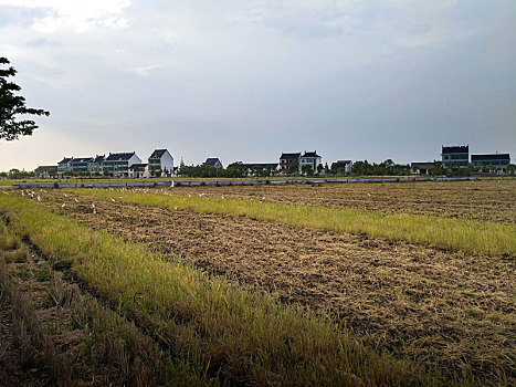 田园风光,白鹭,农耕