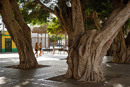 树,广场,圣塞巴斯蒂安,加纳利群岛,西班牙,欧洲