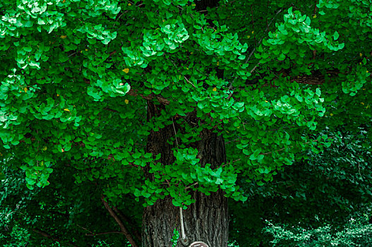 日本东京上野公园,夏天清凉的宁静的公园绿树,百年的大杏树