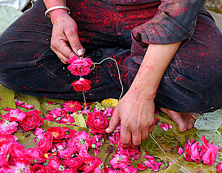 印度,拉贾斯坦邦,斋浦尔,女人,制作,花,项链,节日,彩色