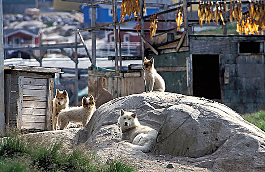 雪橇狗,伊路利萨特,格陵兰