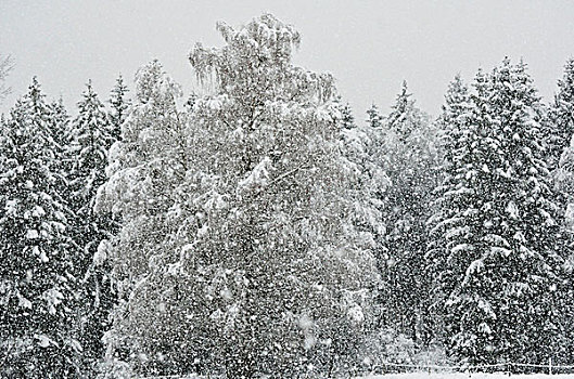 重,下雪,云杉,混交林,枝条,桦树,弯曲,雪,装载,靠近,巴伐利亚,德国,欧洲