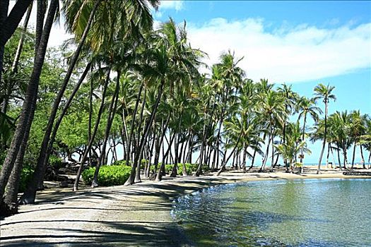 夏威夷,夏威夷大岛,海滩,排列,棕榈树