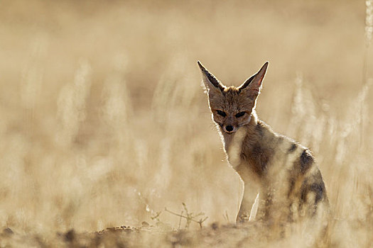 角狐,狐属,卡拉哈里沙漠,卡拉哈迪大羚羊国家公园,南非,非洲