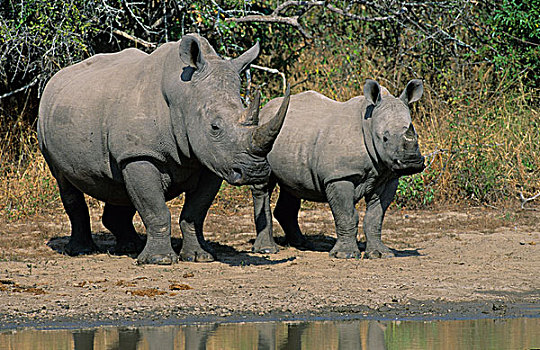 白犀牛,成年,女性,幼兽,克鲁格国家公园,南非,非洲