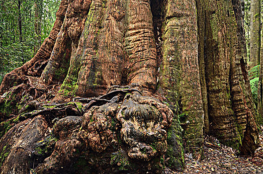 树林,塔斯马尼亚,澳大利亚