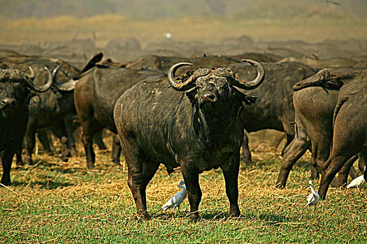 非洲野生动植物,南非水牛,赞比亚