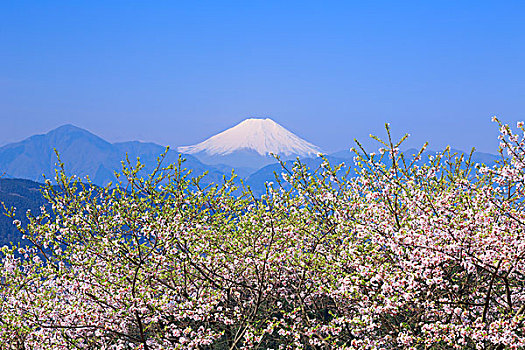 山,樱桃树,东京