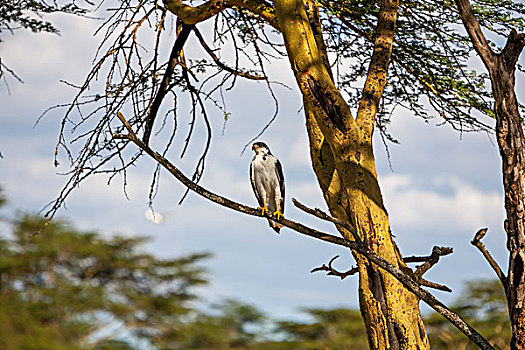 非洲鱼鹰,树,肯尼亚