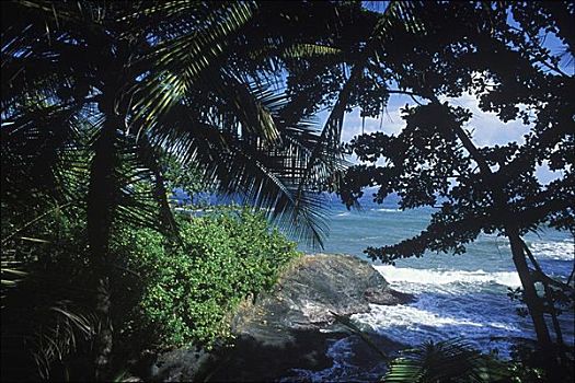 棕榈树,靠近,海洋,加勒比海