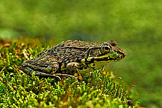 池蛙,小,湿地,野生动物,区域,靠近,安大略省