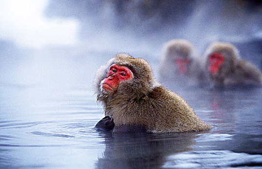 日本猕猴,雪猴,成年,湿透,北海道,岛屿,日本