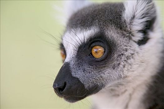 节尾狐猴,狐猴,特写,肖像,脆弱,贝伦提私人保护区,马达加斯加