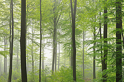 山毛榉,树林,晨雾,春天,施佩萨特,巴伐利亚,德国,欧洲