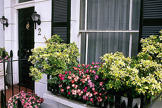 户外,乔治时期风格,连栋房屋,入口,粉花,窗台花箱
