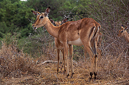 黑斑羚,年轻,南非