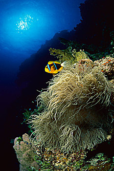 海葵,触角,珊瑚海,澳大利亚
