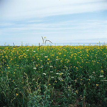 青海西宁油菜田