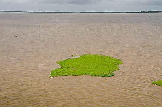 巴西,亚马逊河,马瑙斯,会面,水,里奥内格罗,漂浮,植物,垫