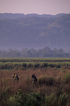 印度,阿萨姆邦,省,卡齐兰加国家公园,游客,大象