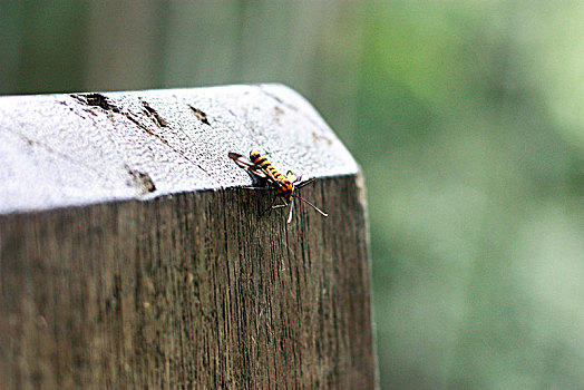 栏杆上的昆虫