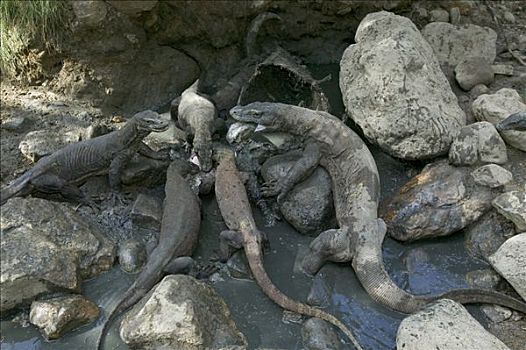 科摩多巨蜥,科摩多龙,群,水牛,畜体,林卡岛,科莫多国家公园,印度尼西亚