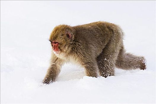 日本猕猴,走,雪中