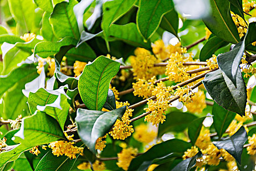 桂花特写