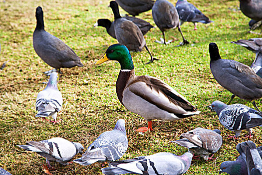 在草地上休息的野鸭和鸽子