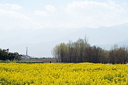 油菜花田