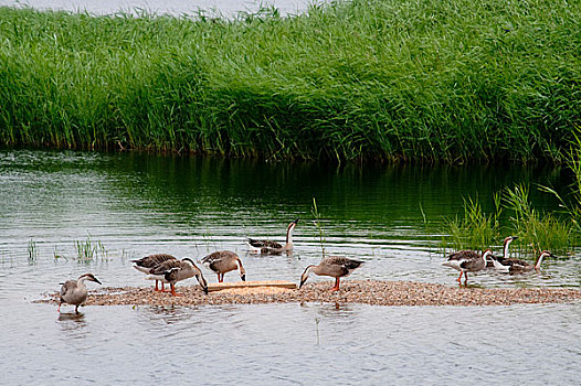 黑龙江齐齐哈尔扎龙湿地里的野鸭子