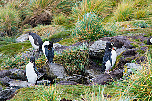 福克兰群岛,西部,岛屿,南方,跳岩企鹅,企鹅,南跳岩企鹅