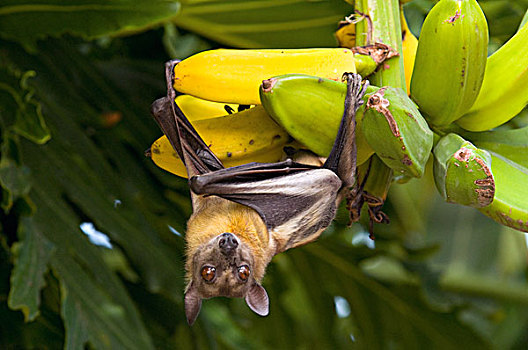 水果,蝙蝠,香蕉,密歇根