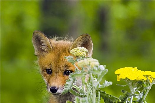 红狐,小动物,野花,明尼苏达,俘获