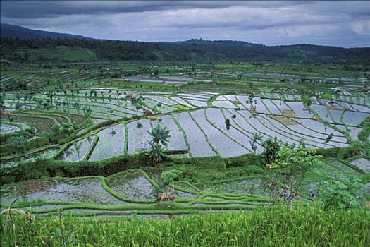 巴厘岛,中心