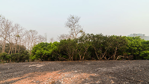 老挝琅勃拉邦旱季的热带雨林
