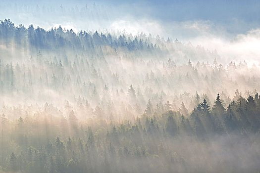 雾,上方,树梢,早晨,亮光,树林,砂岩,山,撒克逊瑞士,萨克森,德国,欧洲