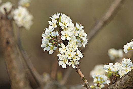 李花,李树的花